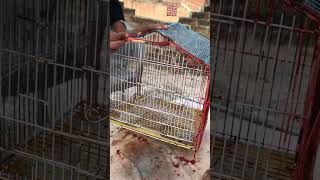 Restore parrot cage by red paint #shorts #restoration #trending #shortvideo #birds #satisfying #cage