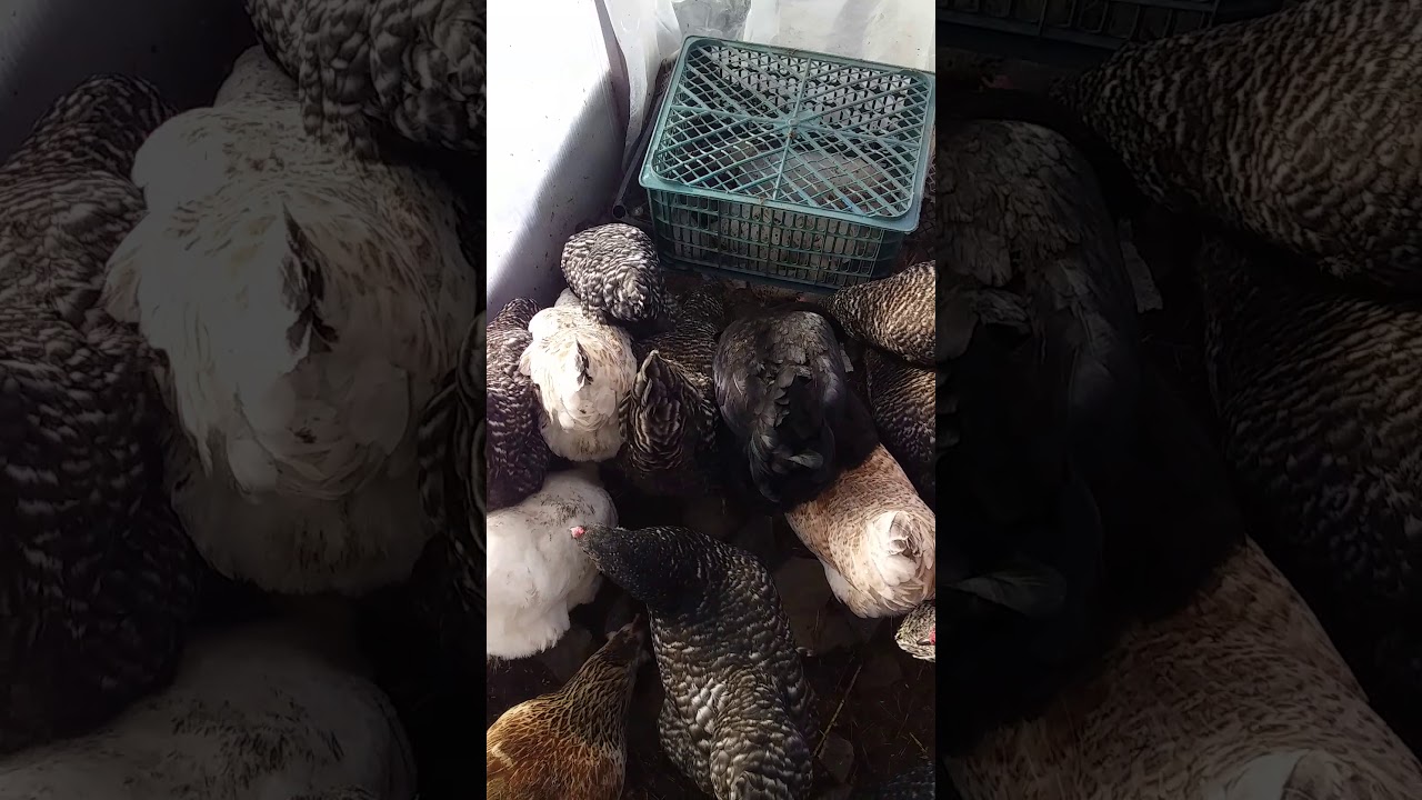 Chickens love ice!!Куры любят лёд!