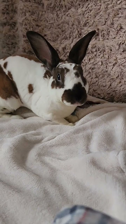 #anatomyrabbit #freeroam  #bunny #wabbit #bunbun #animals #rabbitlife #shorts
