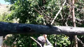 Arılarda Oğul Alma Nasıl Yapılır.