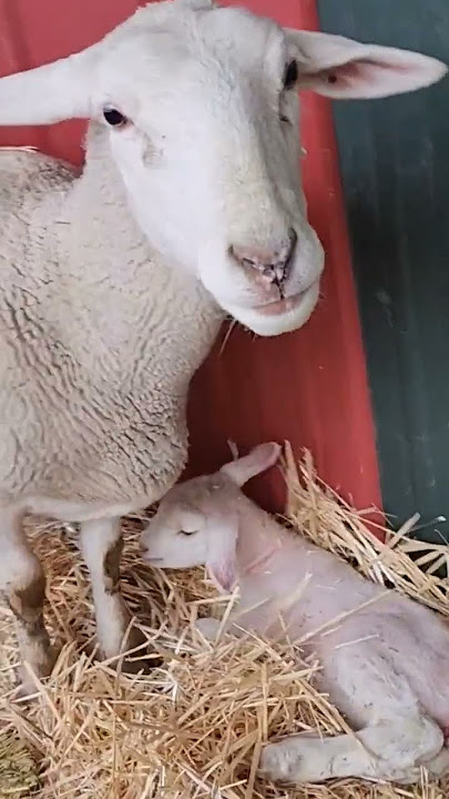 # Chilled baby lamb