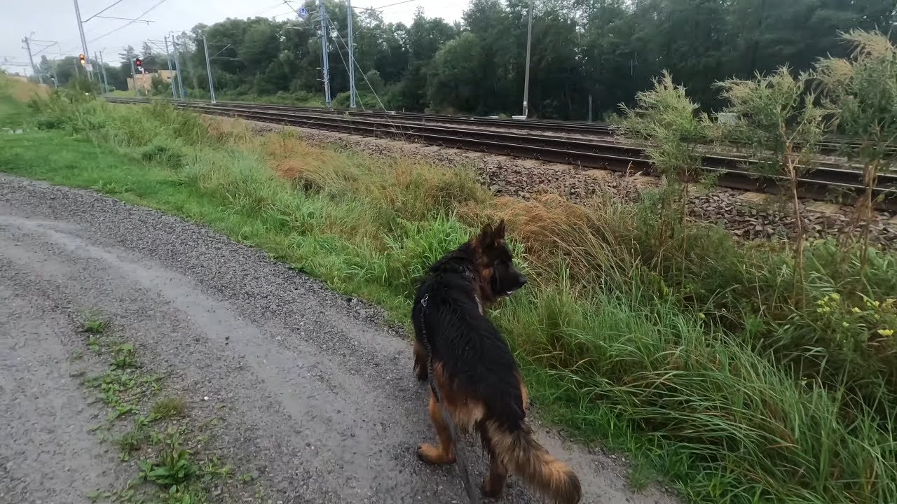 Spacer z Owczarkiem Niemieckim w deszczu/Walk with the German Shepherd