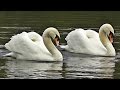 Swans Dancing - Mating Dance or Rotation Display