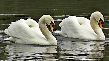 Swans Dancing - Mating Dance or Rotation Display