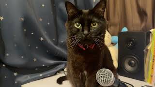 Echo Cat Has Something to Say About How You Spend Your Days Off