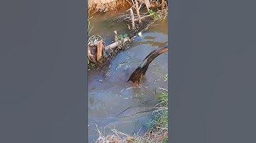 Remove Trash Clogged Drain#unclog #drain #remove #shorts