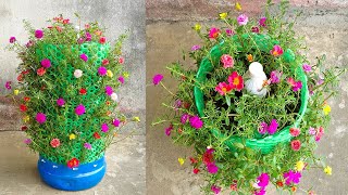 How To Grow Moss Rose with many flowers | Grow Moss Rose from Cuttings in Plastic Bottles by No1 Garden 181,927 views 2 years ago 10 minutes, 56 seconds