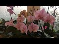 Как отличить орхидею Манхеттен от Розового Дракона