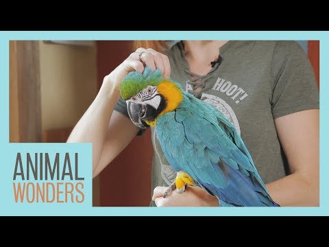 Video: Why Do Parrots Molt