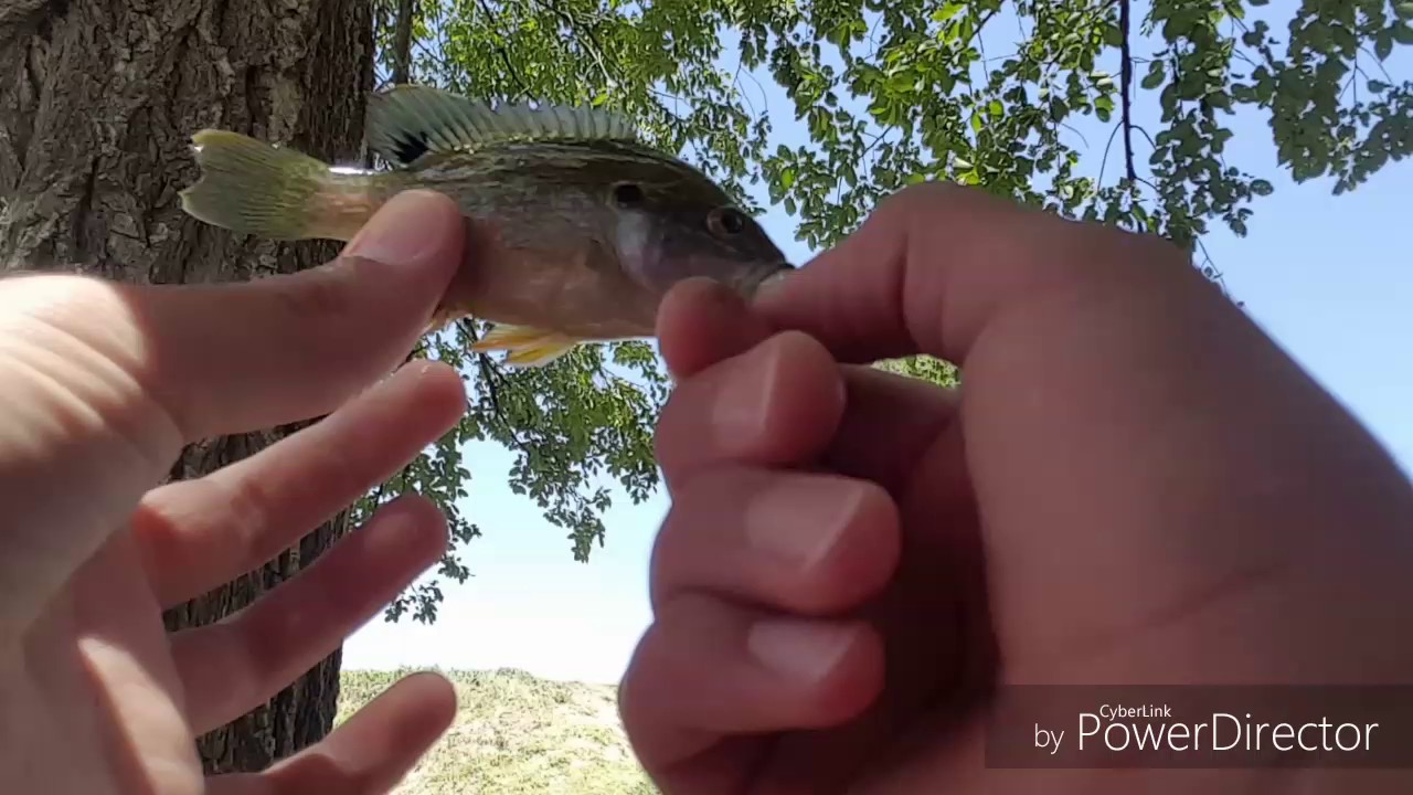 Fly Fishing for Sunfish at MediPark YouTube