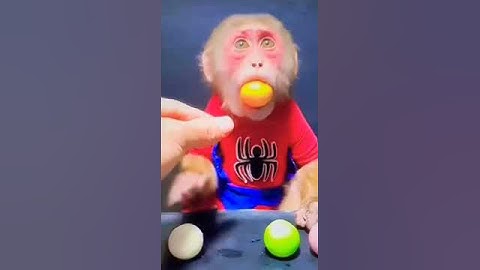 monkey nice eating #monkeylove