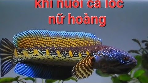 Một số điều lưu ý khi nuôi cá lóc nữ hoàng