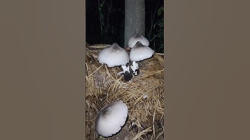 paddy straw mashroom growing at kichan gardan #patelgardening #shorts