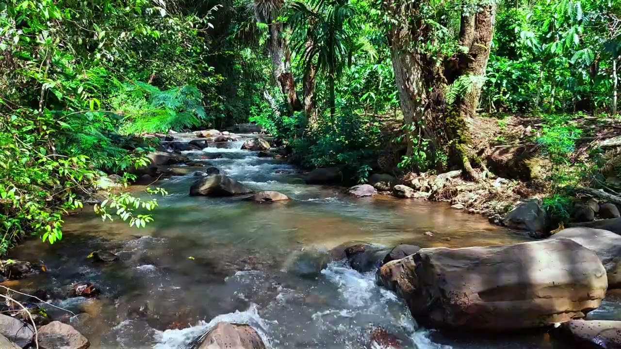 Gentle River Sounds in Green Forest 🌿 No Music, Pure Water for Deep Relaxation