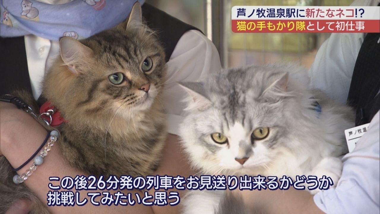 Ashinomaki Onsen's Cat Stationmasters Sora and Riku Make Their