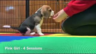 Puppy Culture Manding exercise with young Beagle Puppies