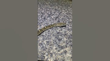 COASTAL CARPET PYTHON #shorts