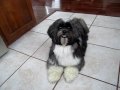 Louie the Lhasa Apso does dog tricks!