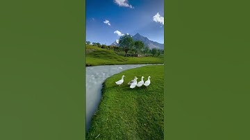 سورة العصر بصوت ماهر المعيقلي #المصحف #quran