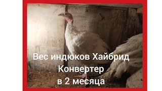 Индюки Хайбрид Конвертер вес в 2 месяца