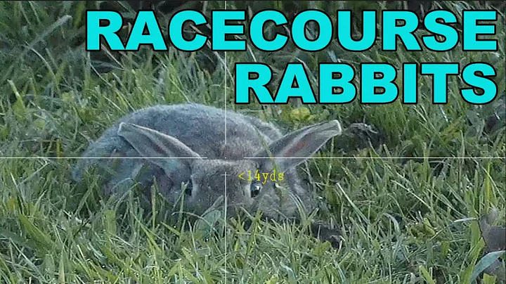 Pest Control No 73 Racecourse Rabbits