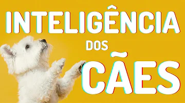 Qual é a inteligência do cachorro?