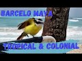 BARCELO MAYA TROPICAL & COLONIAL.  Ривьера Майя, Мексика.