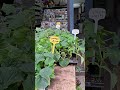 종묘상 참외. 고구마 싸다가 심었습니다 ~^-^