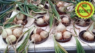 NO SECRET ONION OVERLOAD Grow Multiple ONIONS In A Cup How To Grow Hydroponic ONION