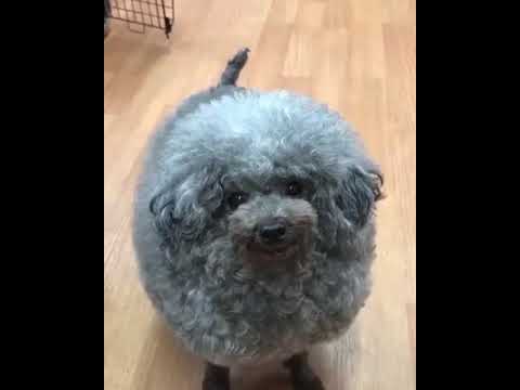 შესაწირი ძაღლი:დ