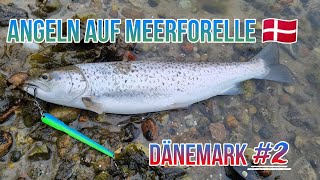 Dänemark/Meerforelle# 2