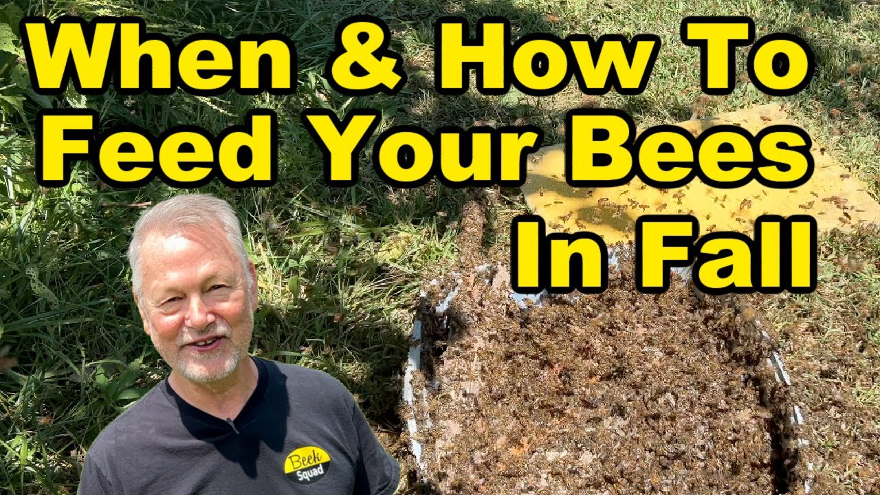 Beekeeping | What, When & How To Feed Your Bees. Don't Do It The Wrong ...