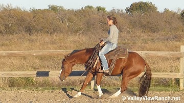 Cat N Boon - riding bridleless in outdoor arena - Valley View Ranch