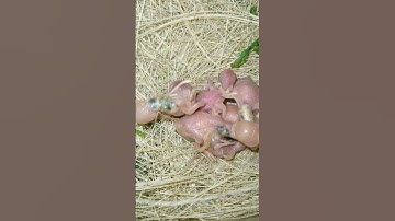 MashAllah Fawn Java Chicks Hatched 🐣 || FinchEee || #java #sparrow #breedingprogress #nature #2024