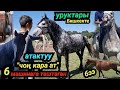 кӨрсө баары тааныйт 💥АТАКТУУ ЧОҢ КАРА АТТЫН УРУКТАРЫ 😱БИШКЕКТЕН БОЛДУ