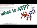 The Role of ATP in Cellular Energy Transfer and Muscle Function