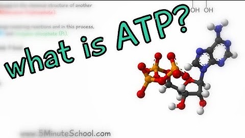 What is ATP? Adenosine Triphosphate - EXPLAINED IN 2 MINUTES