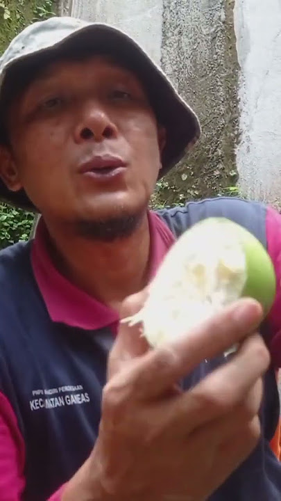 Pengusir hama tikus pakai Buah Bintaro