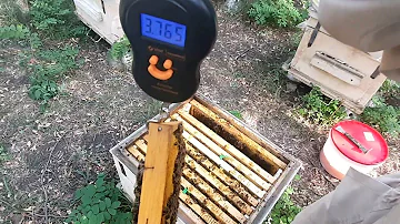 Сколько оставлять пчелам меда на зиму? Решил посчитать!