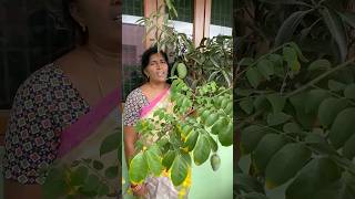 Kalpana’s garden- mangoes vachayi andi mana garden lo organic ga vachina mangoes..