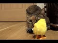 猫の反応それぞれひよこのおもちゃ🐥