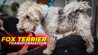 FOX TERRIER GROOMING Transformation