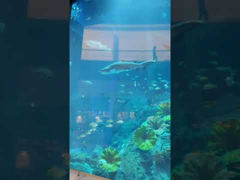 Dubai Mall V2- Burj Khalifa -The Aquarium Sharks 2 #shorts #youtubeshorts