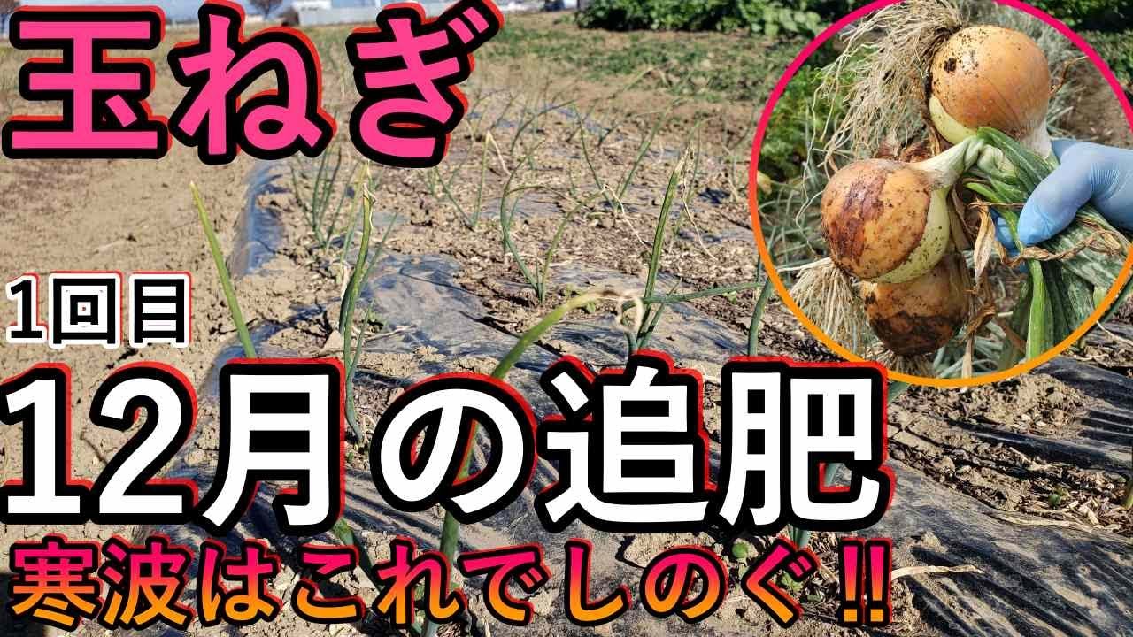 玉ねぎ 追肥 忘れ た