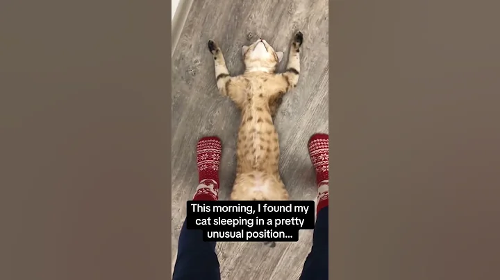 Part 60  #funny #cat#ForYouPage