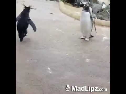 Quando il pinguino si ubriaca...