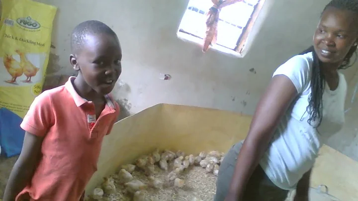 Gumboro Vaccination on layers chicks