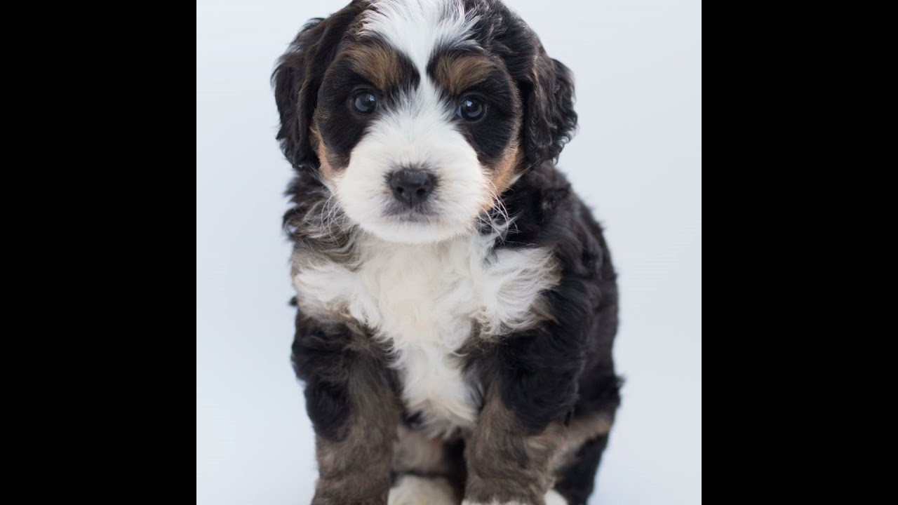 How are fraudsters preying on lonely people looking for pets?