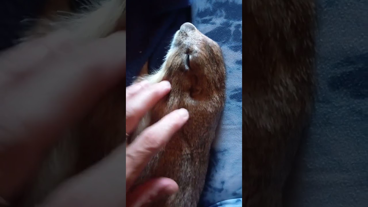 Ozzys Super Snuggles