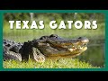 Alligators native texans